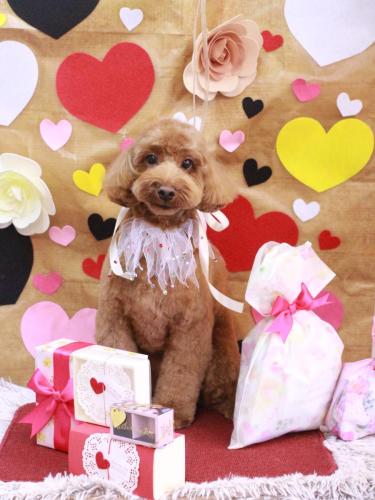 20230205テディくん